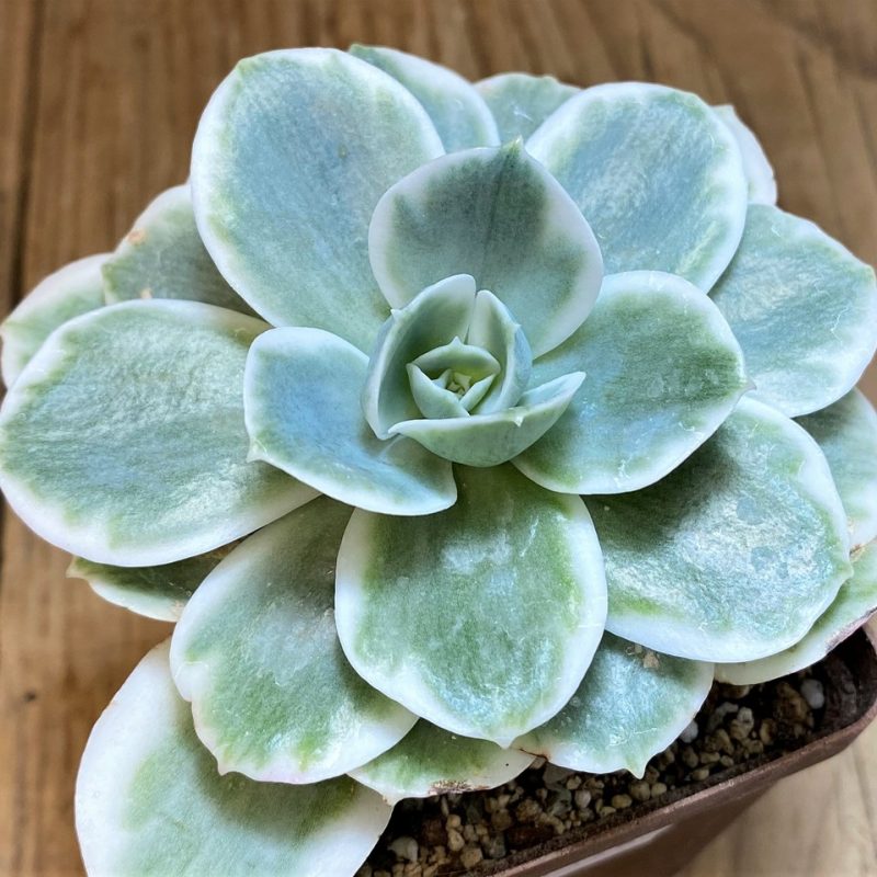 SH27132 Echeveria ‘Lemon Lime’