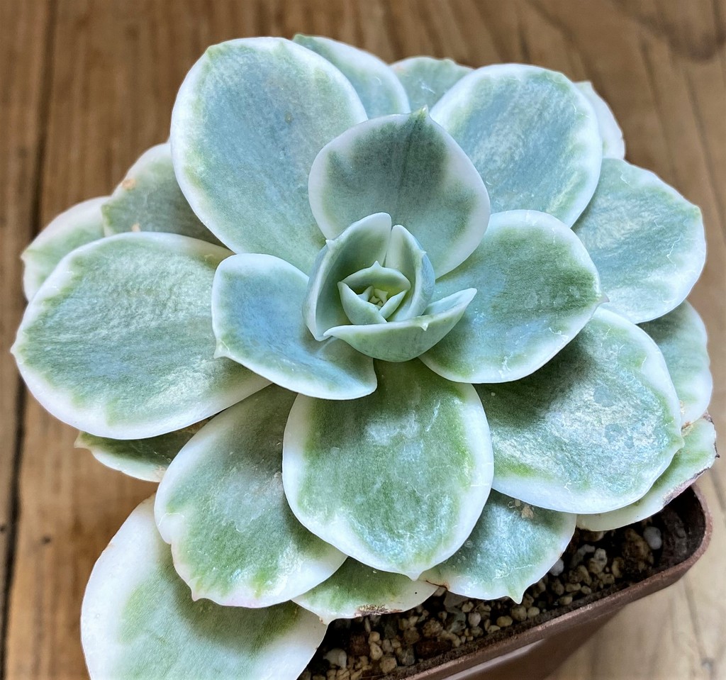 SH27132 Echeveria ‘Lemon Lime’