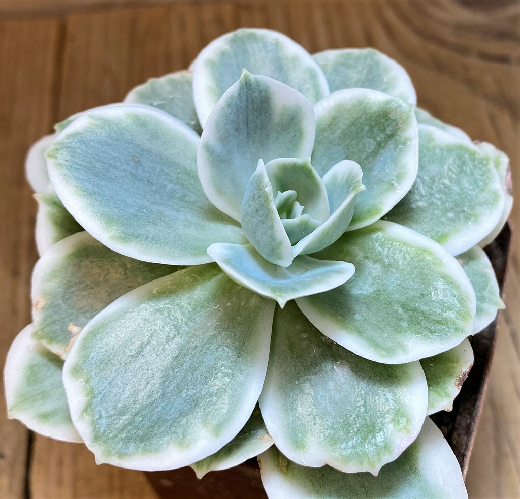 SH27132 Echeveria ‘Lemon Lime’ - Image 2