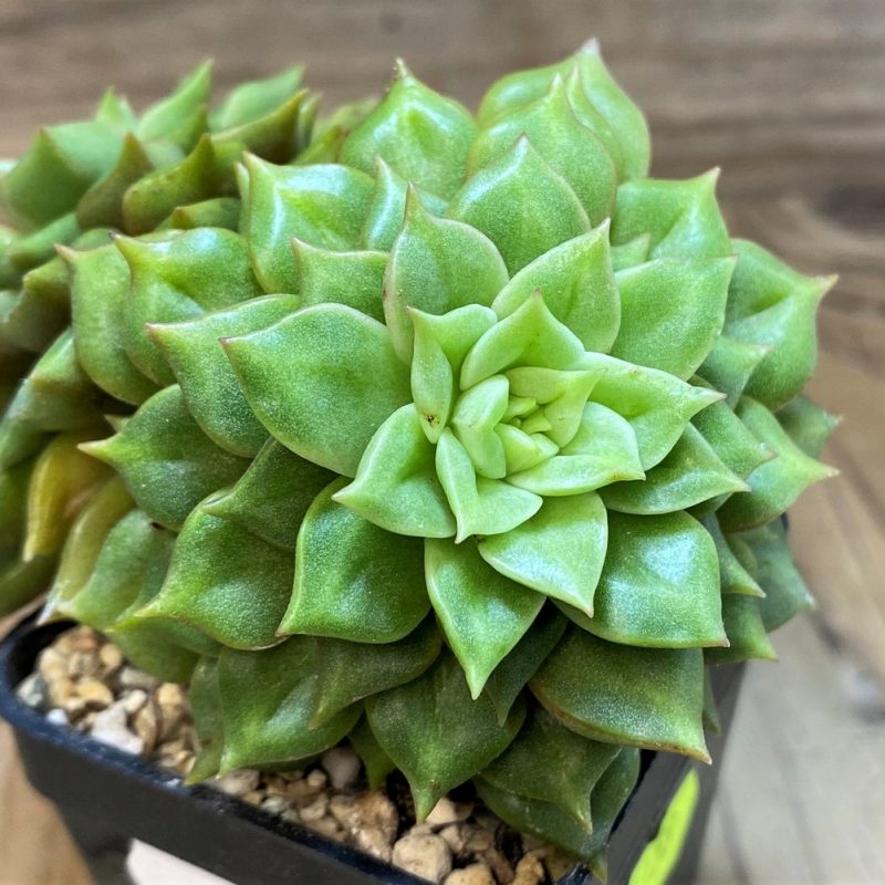 SH27133 Echeveria hybrid