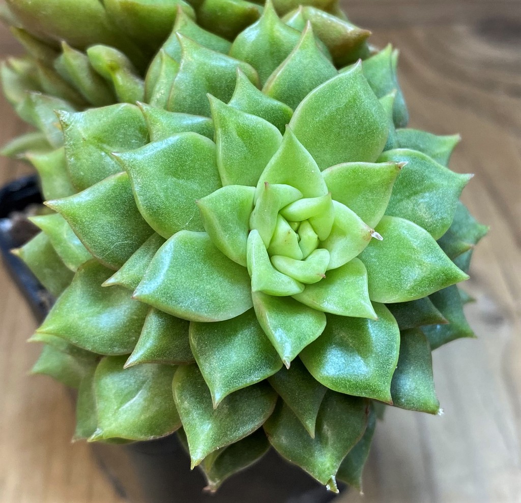 SH27133 Echeveria hybrid - Image 2