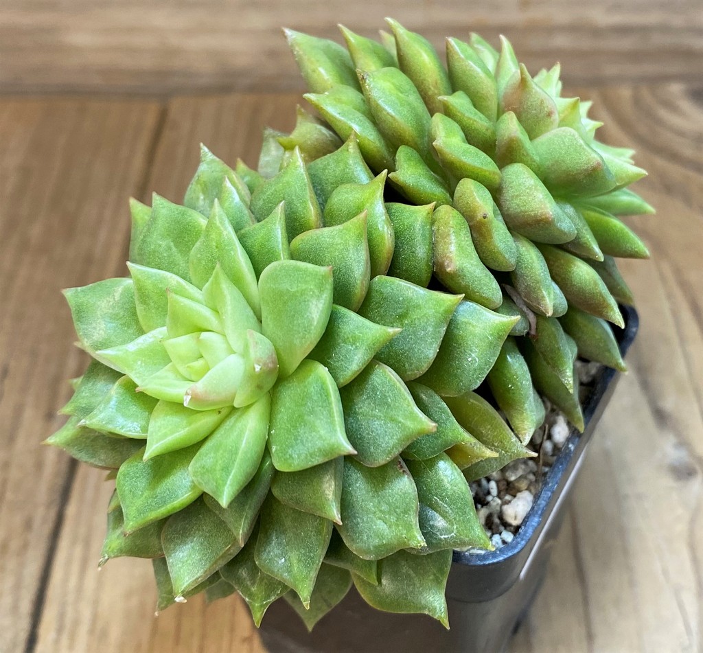 SH27133 Echeveria hybrid - Image 3