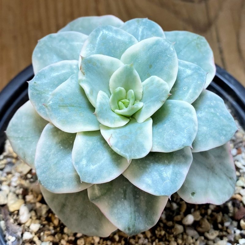 SH27134 Echeveria ‘Atlantis’ f. variegata