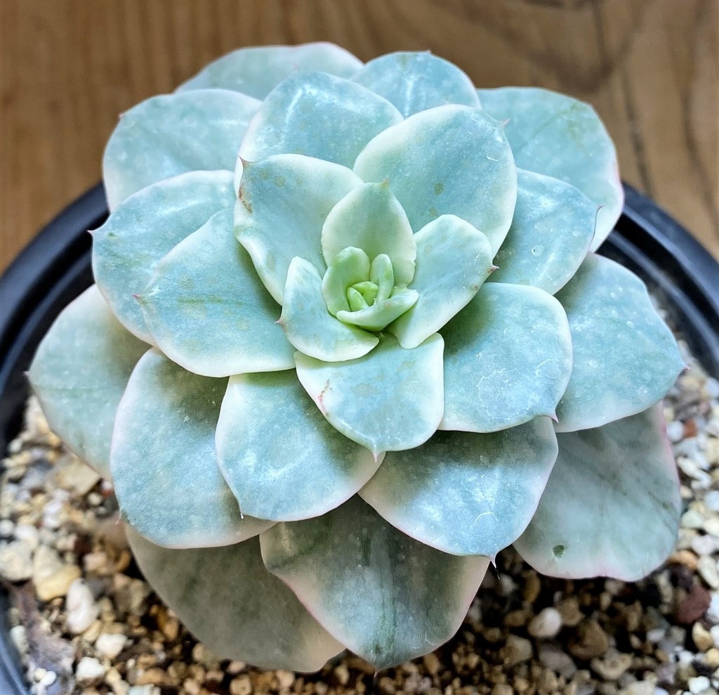 SH27134 Echeveria ‘Atlantis’ f. variegata