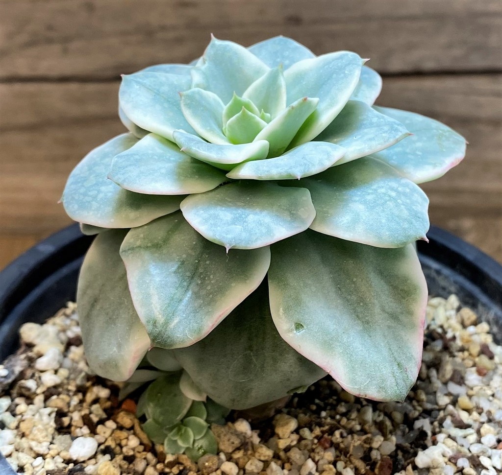 SH27134 Echeveria ‘Atlantis’ f. variegata - Image 2