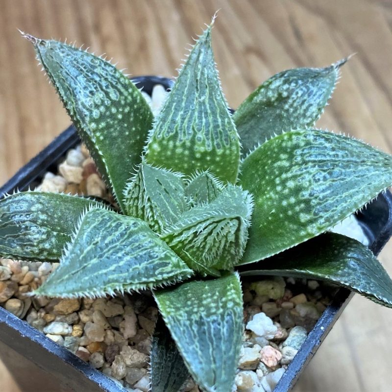 SH27075 Haworthia venusta hybrid