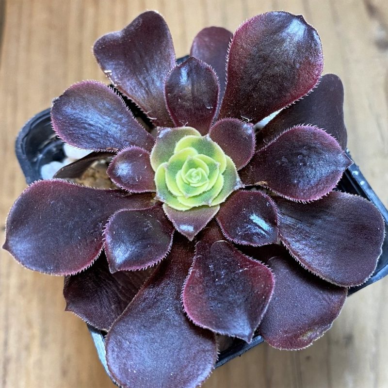 SH27135 Aeonium 'Kilimanjaro'