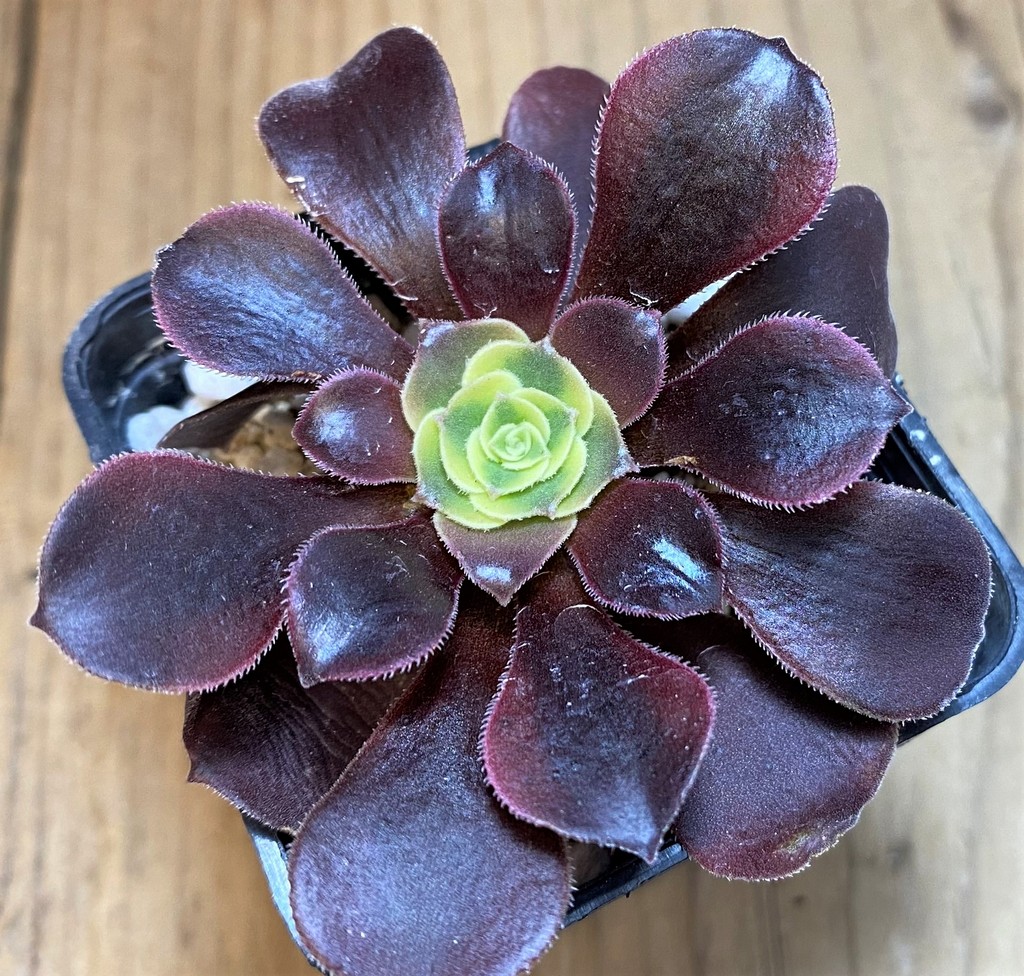 SH27135 Aeonium 'Kilimanjaro'