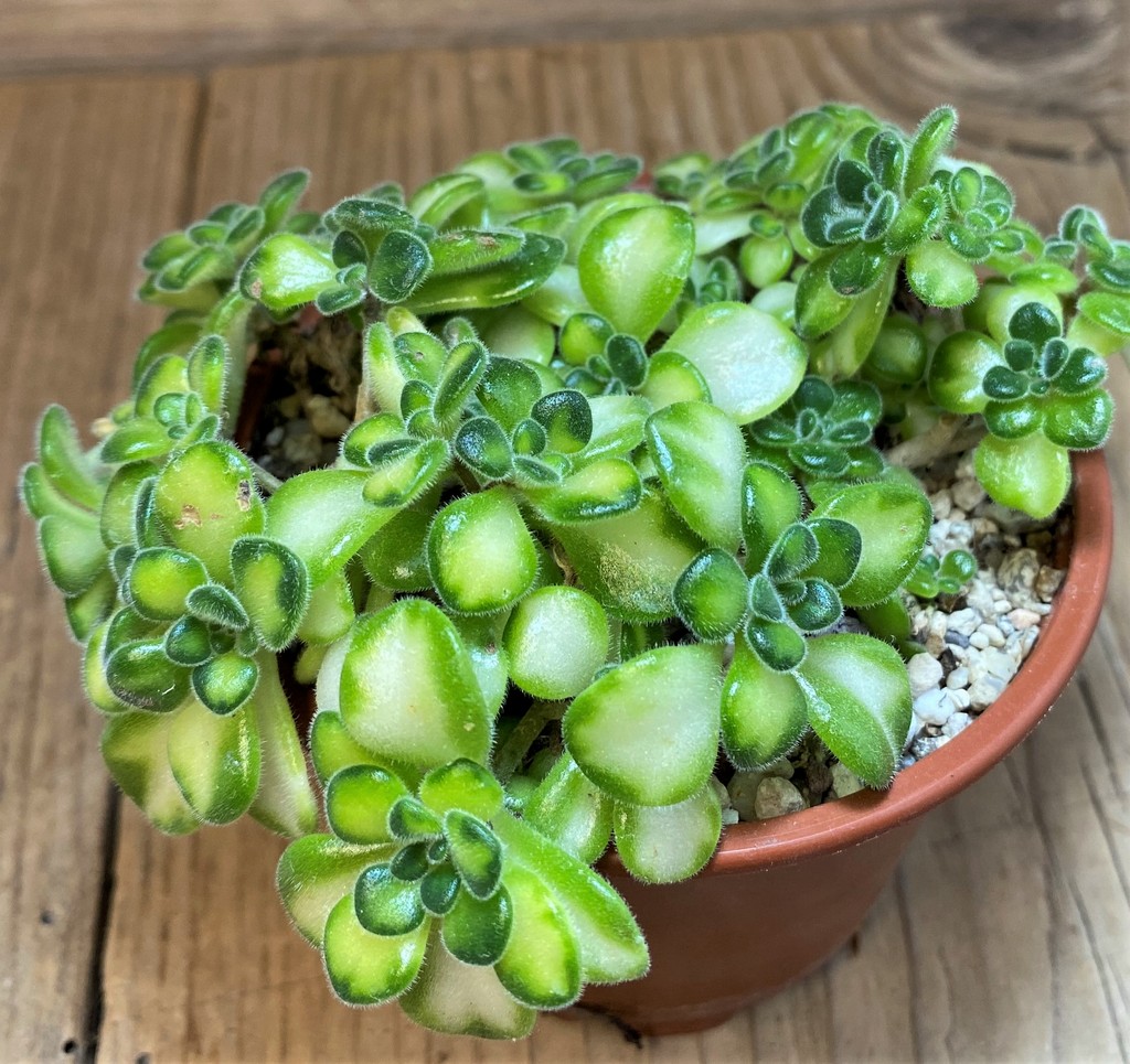 SH27136 Aeonium lindleyi f. variegata - Image 2