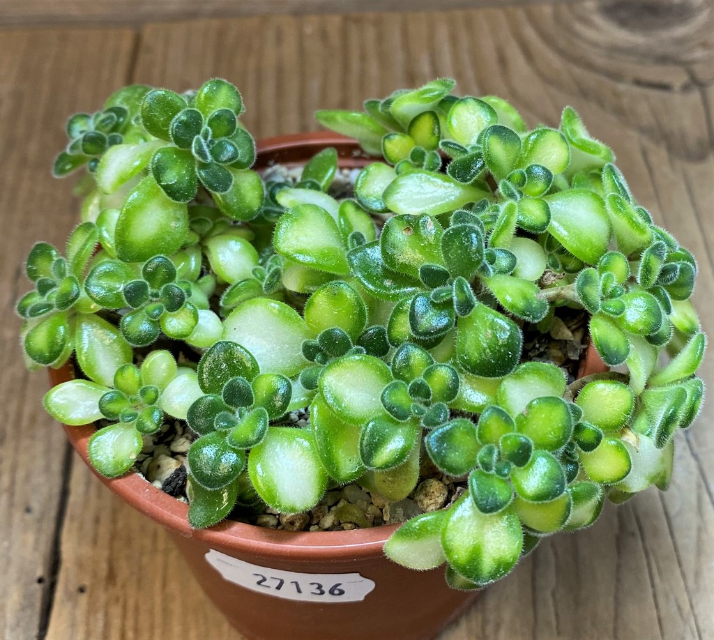 SH27136 Aeonium lindleyi f. variegata