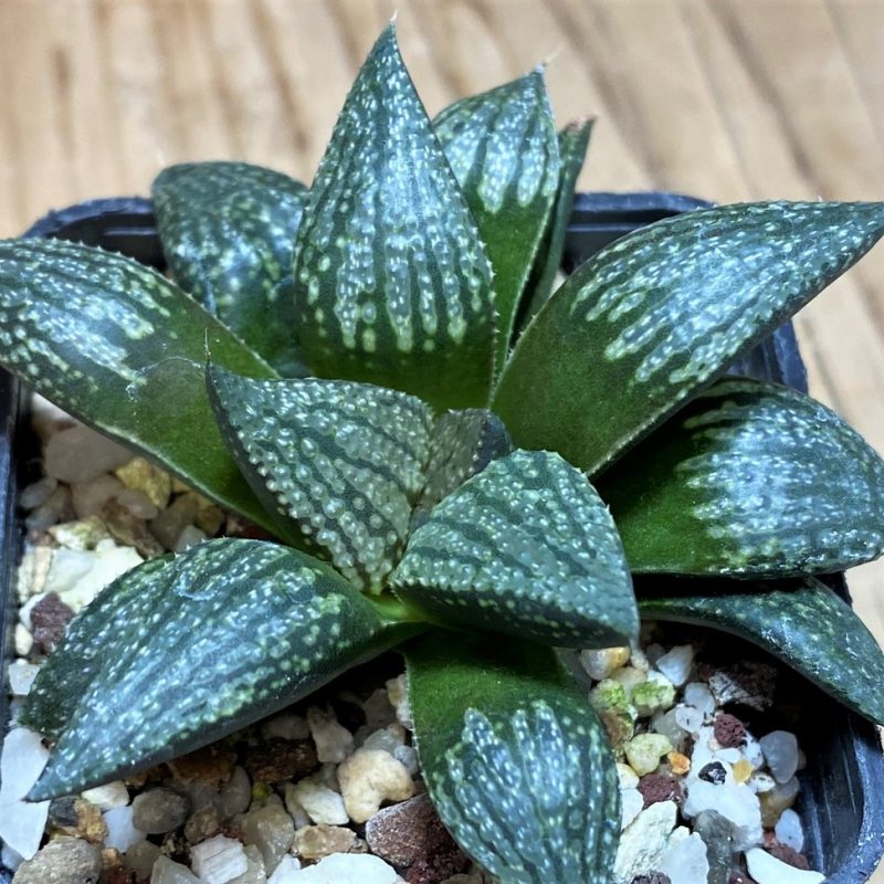 SH27076 Haworthia picta hybrid