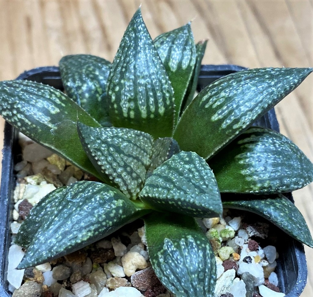 SH27076 Haworthia picta hybrid