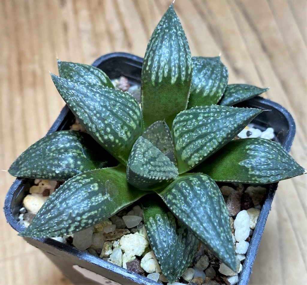 SH27076 Haworthia picta hybrid - Image 2