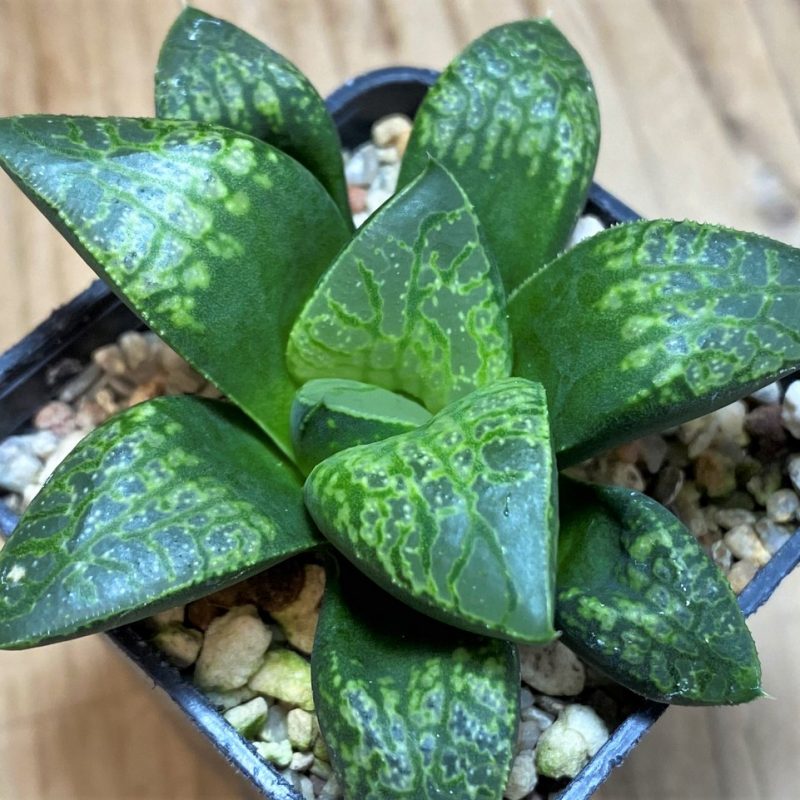 SH27077 Haworthia 'Kamen Butokai'