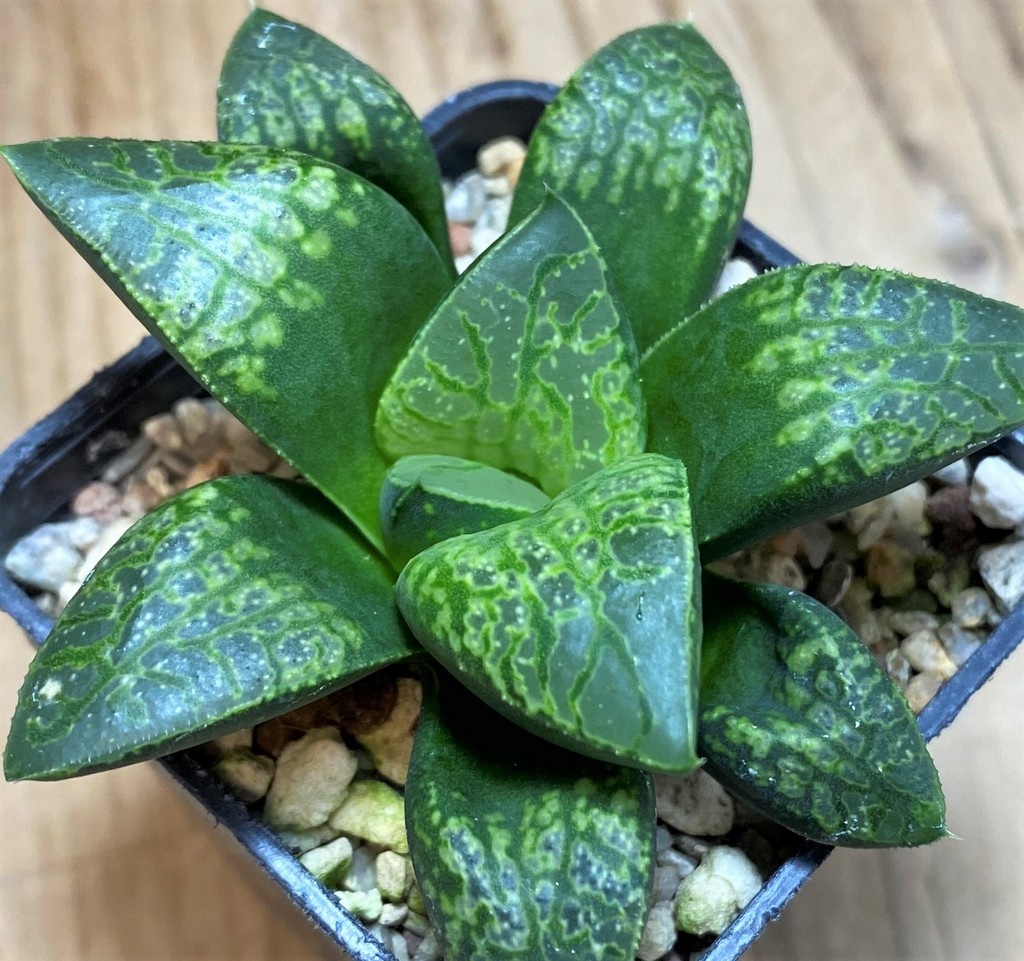 SH27077 Haworthia 'Kamen Butokai'