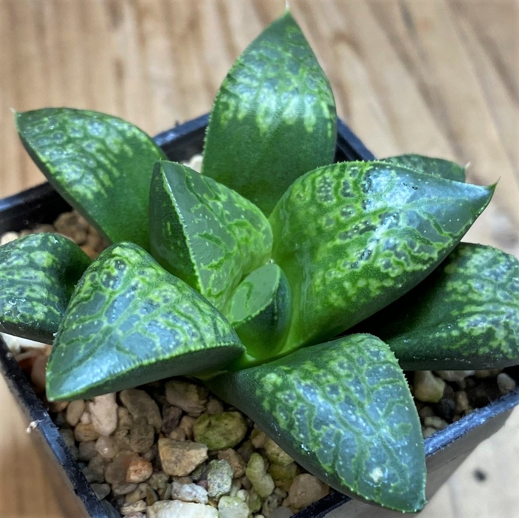 SH27077 Haworthia 'Kamen Butokai' - Image 2