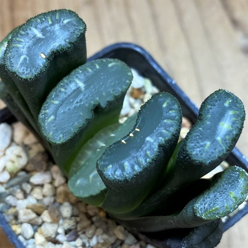 SH27078 Haworthia truncata -Japan-