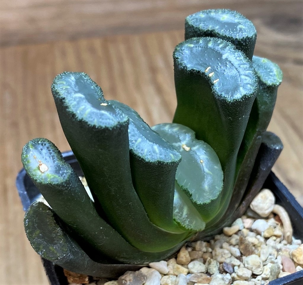 SH27078 Haworthia truncata -Japan- - Image 2