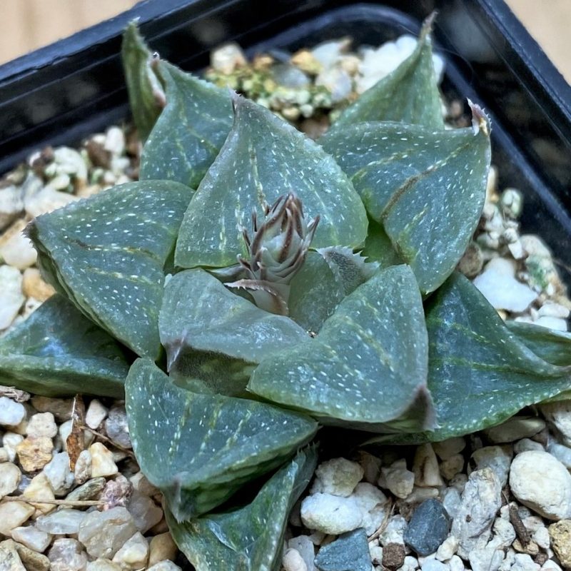 SH27070 Haworthia magnifica hybrid
