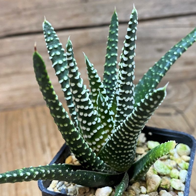 SH27079 Haworthia minima