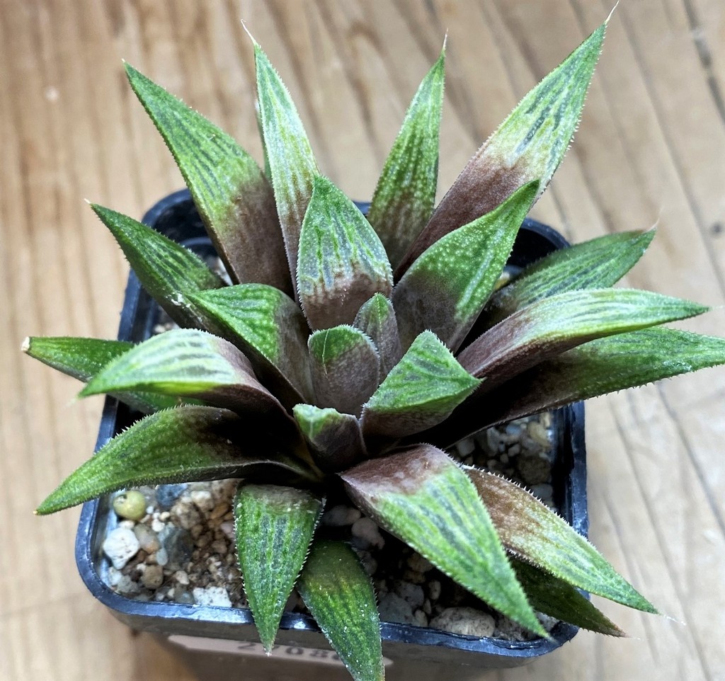 SH27080 Haworthia 'Metallica' hybrid - Image 2