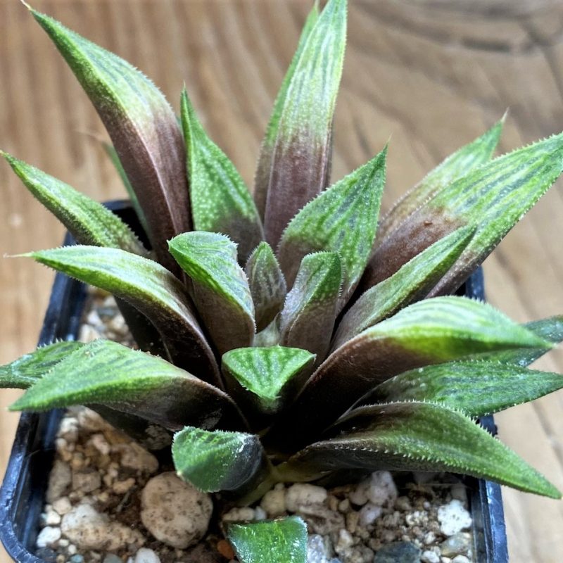 SH27080 Haworthia 'Metallica' hybrid