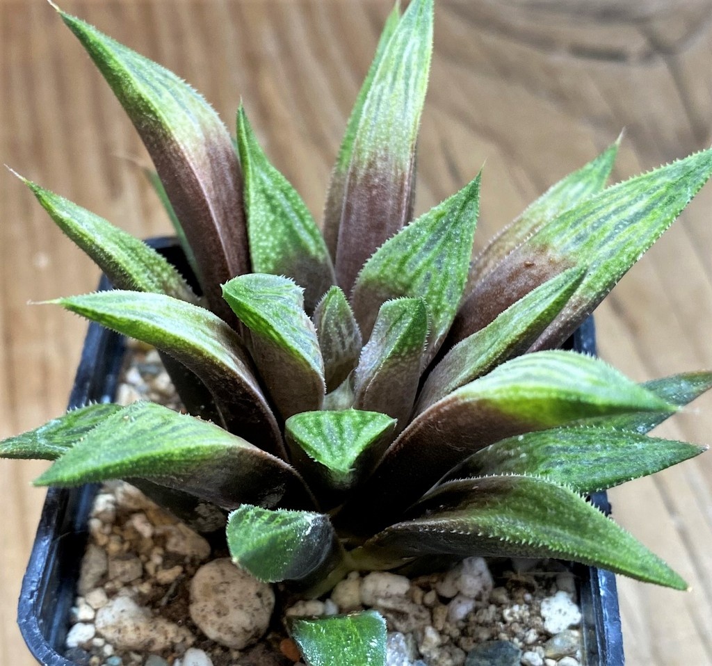 SH27080 Haworthia 'Metallica' hybrid
