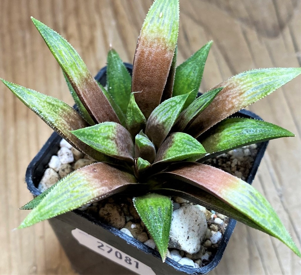 SH27081 Haworthia 'Metallica' hybrid - Image 2