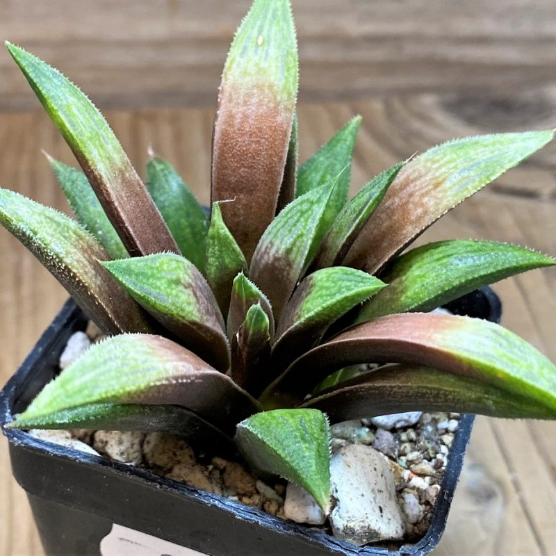 SH27081 Haworthia 'Metallica' hybrid