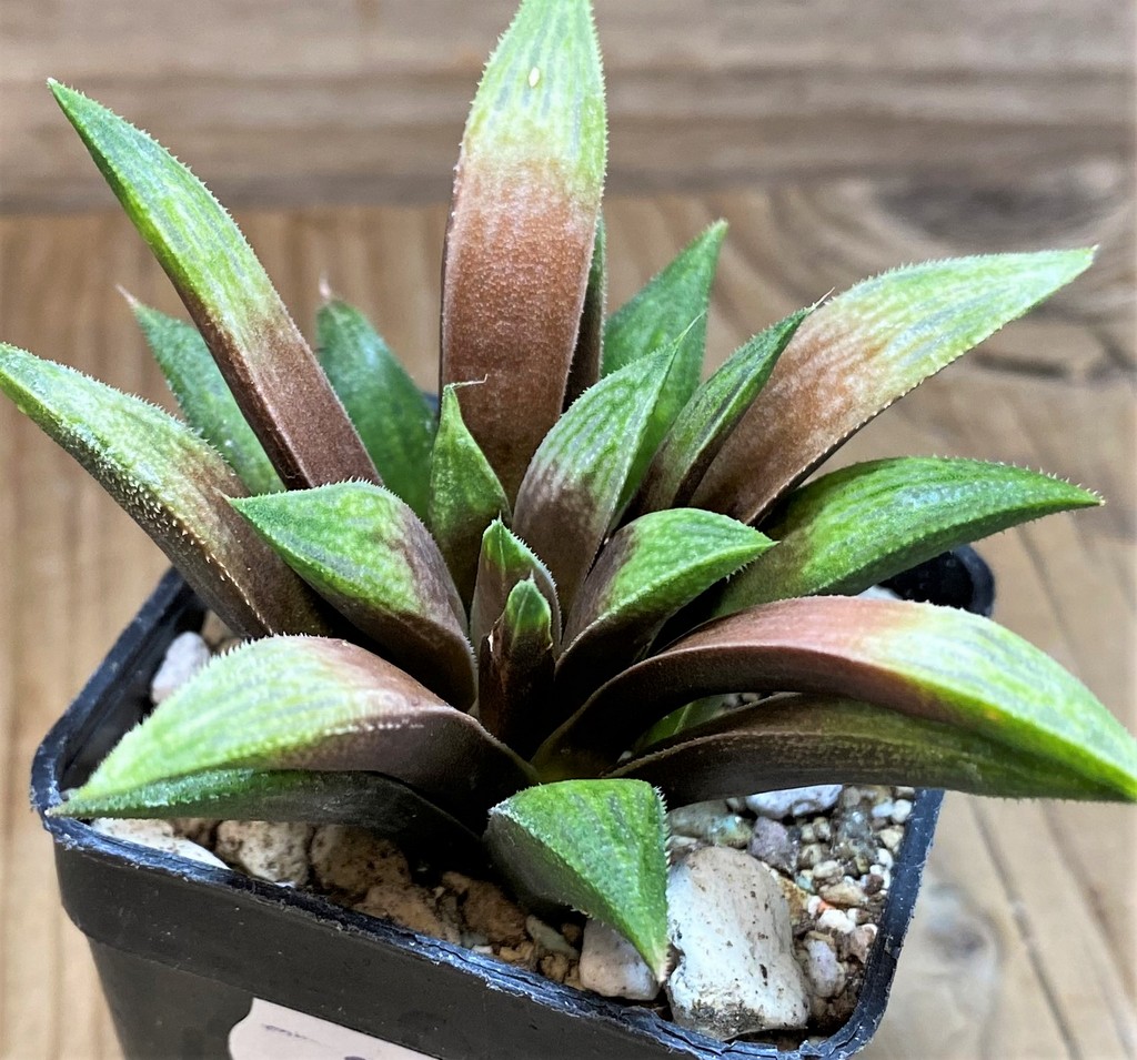 SH27081 Haworthia 'Metallica' hybrid