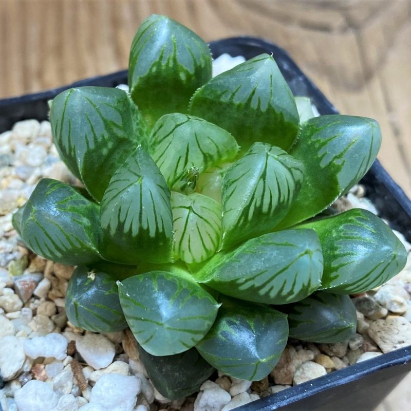 SH27082 Haworthia cooperi v. pilifera purple