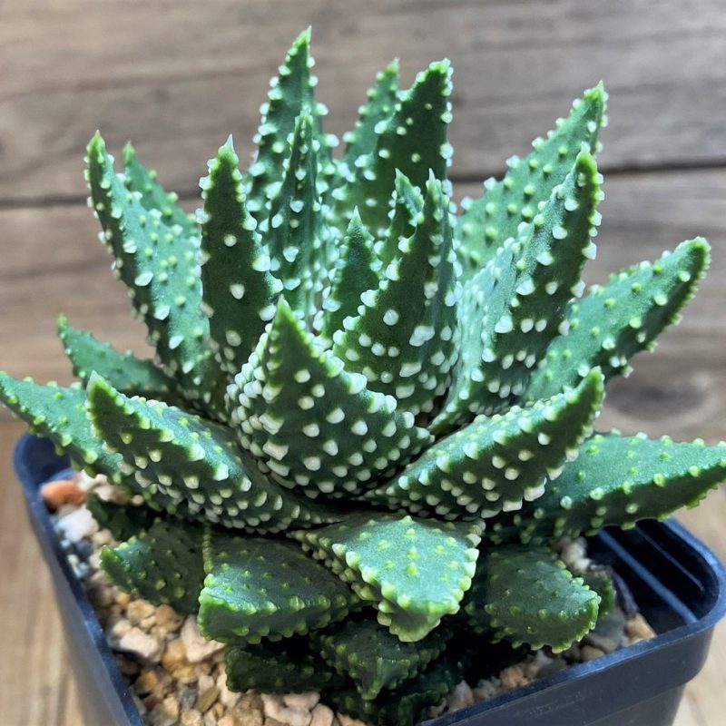 SH27083 Haworthia pumila