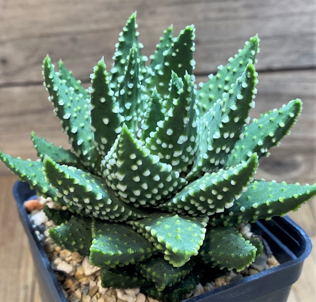 SH27083 Haworthia pumila