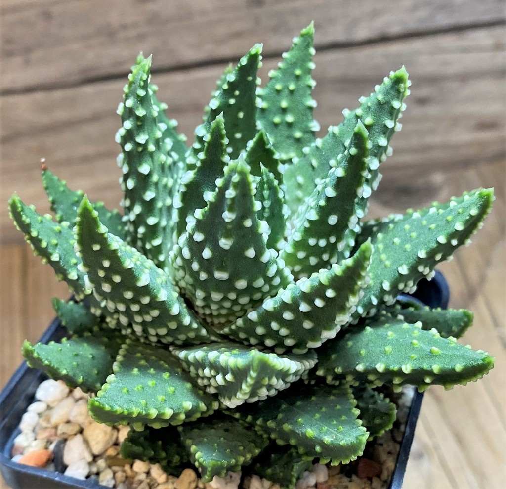 SH27083 Haworthia pumila - Image 2