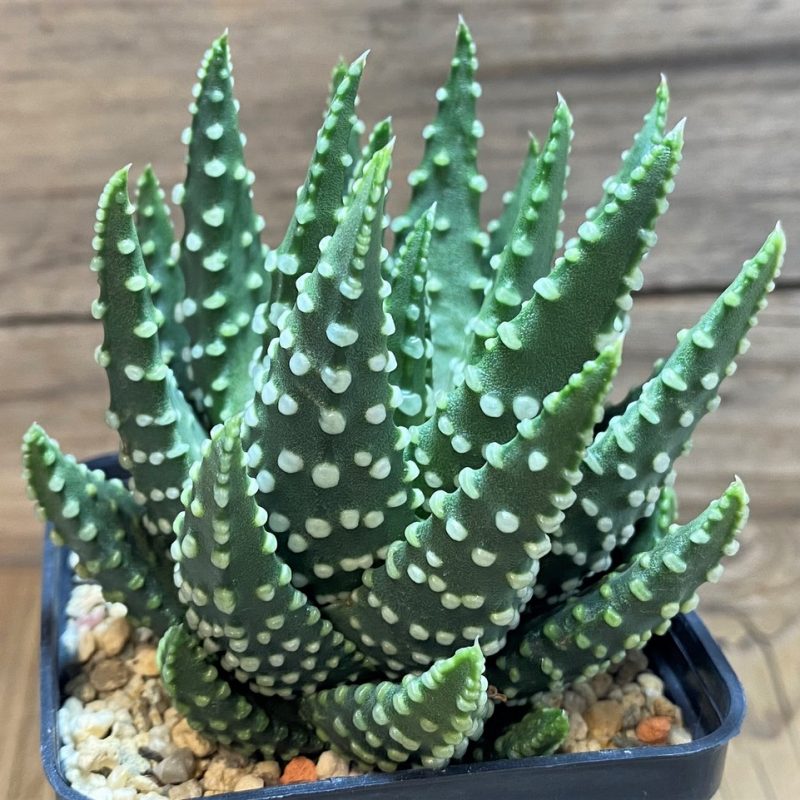 SH27084 Haworthia pumila