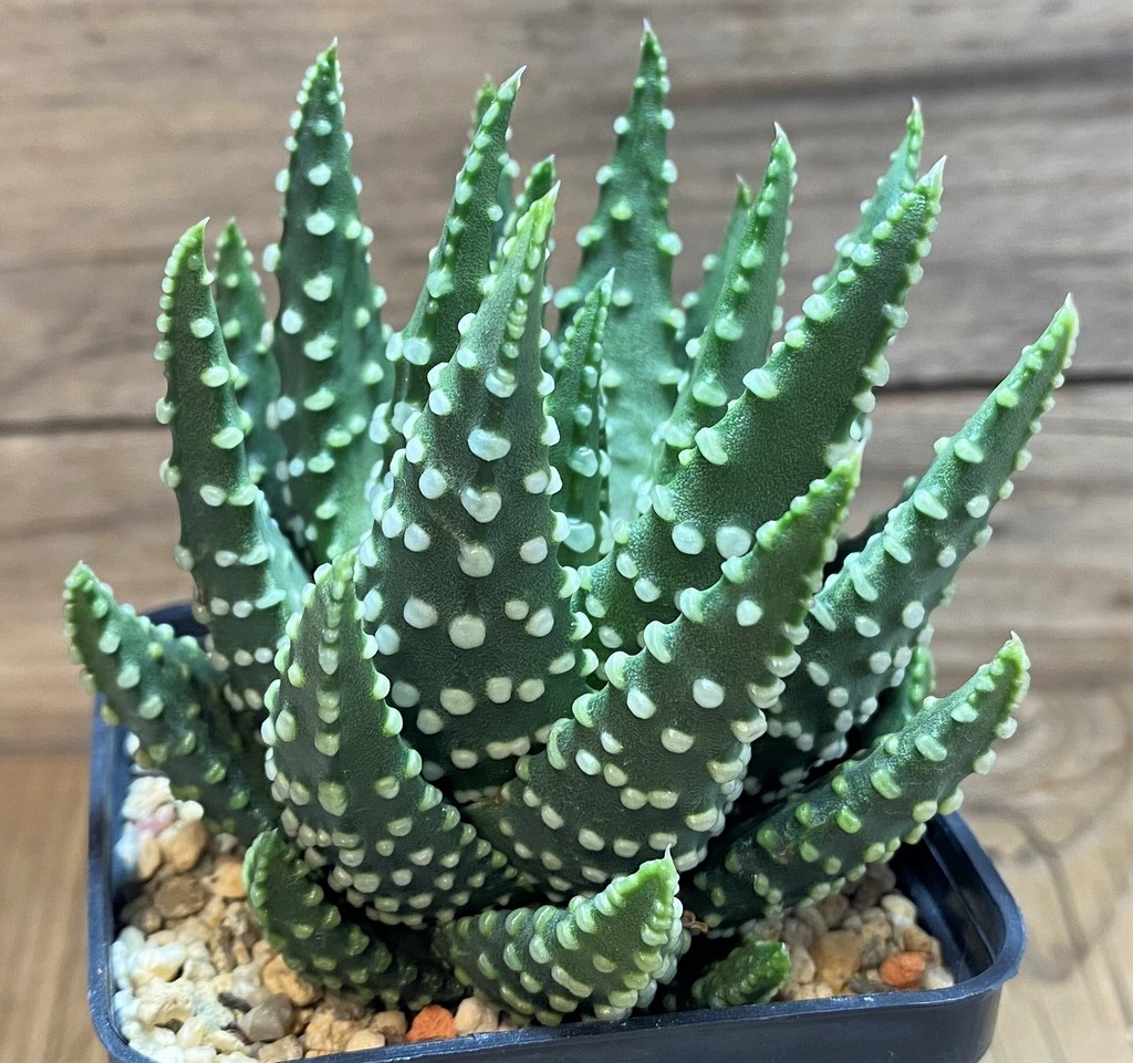 SH27084 Haworthia pumila