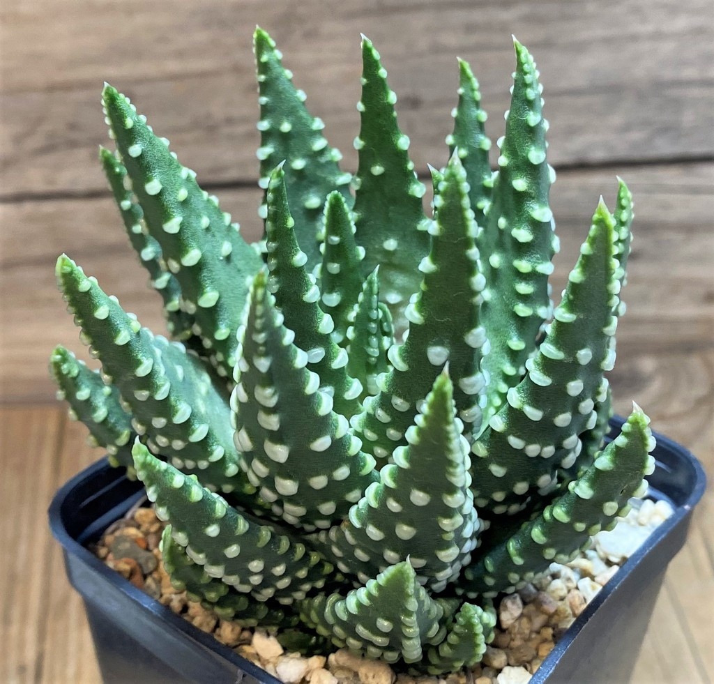SH27084 Haworthia pumila - Image 2