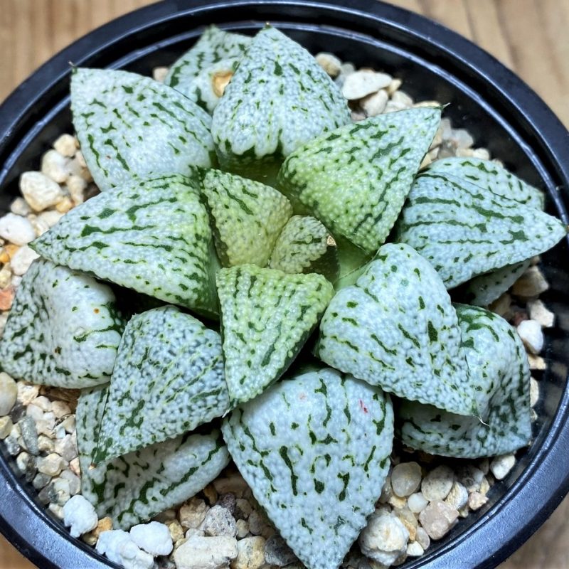 SH27085 Haworthia picta 'White Magic'