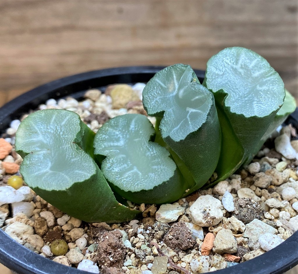 SH27086 Haworthia truncata ‘White Jade’ - Image 2