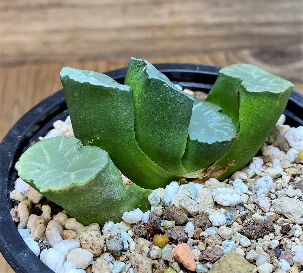 SH27086 Haworthia truncata ‘White Jade’ - Image 3
