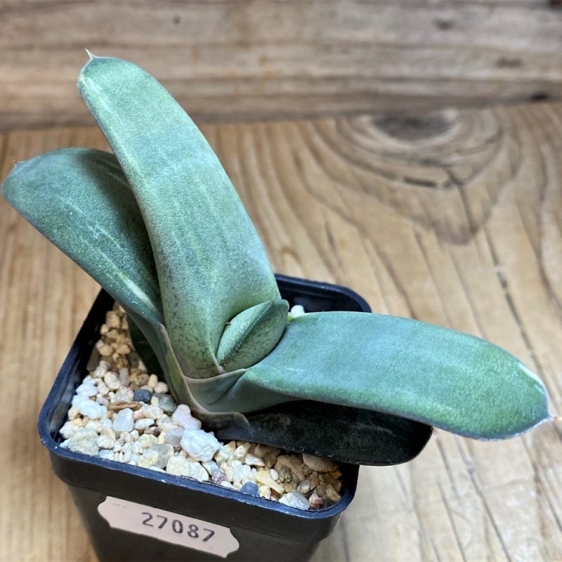 SH27087 Gasteria hybrid f. variegata