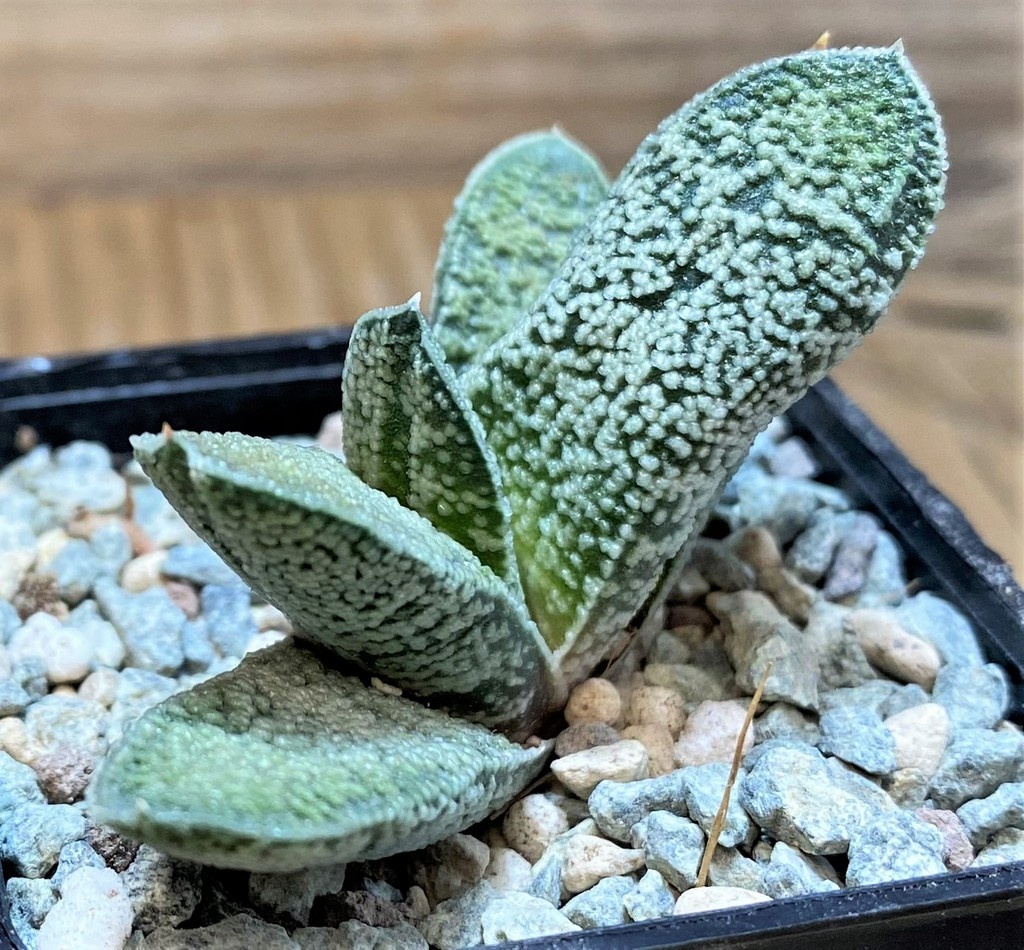 SH28088 Gasteria baylissiana hybrid - Image 2