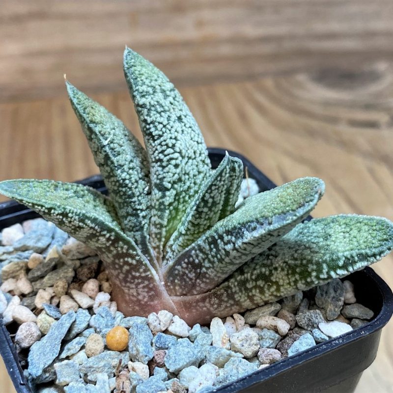 SH28088 Gasteria baylissiana hybrid