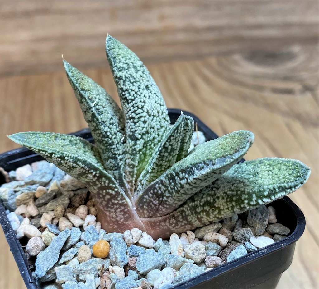 SH28088 Gasteria baylissiana hybrid