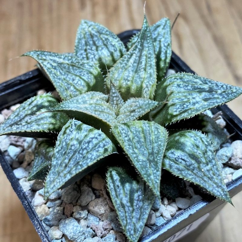 SH27071 Haworthia splendens 'Yuki Keshiki' hybrid