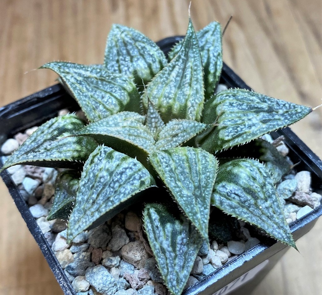 SH27071 Haworthia splendens 'Yuki Keshiki' hybrid