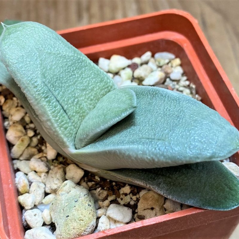 SH28089 Gasteria ‘Smokey’ hybrid