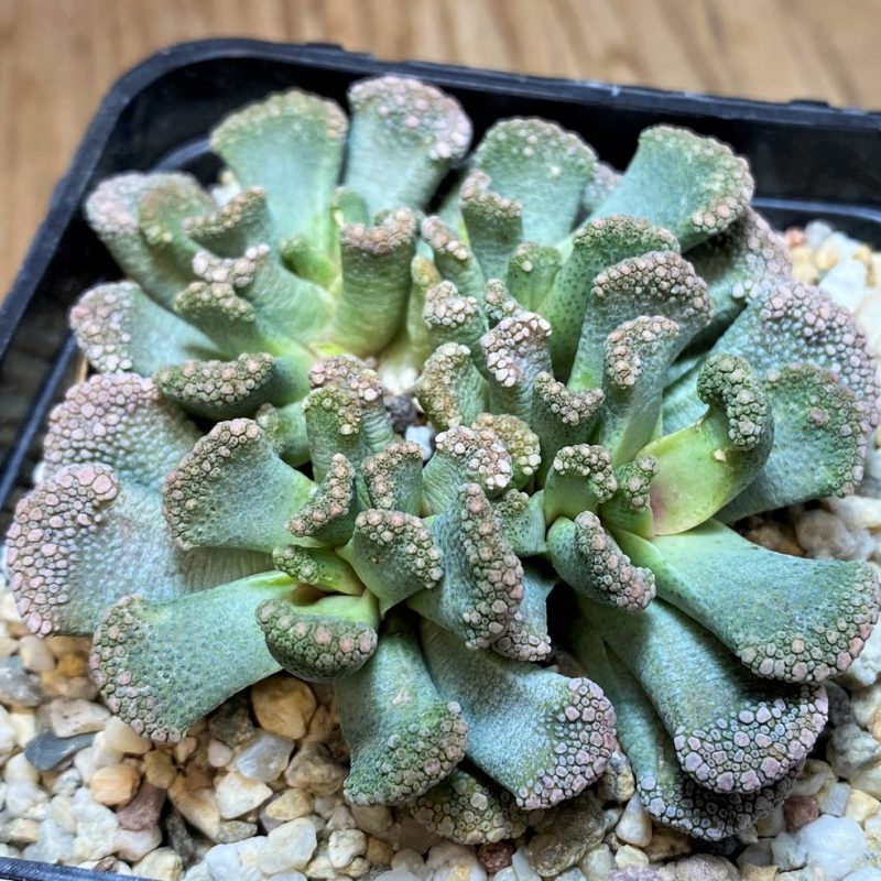 SH27091 Titanopsis calcarea