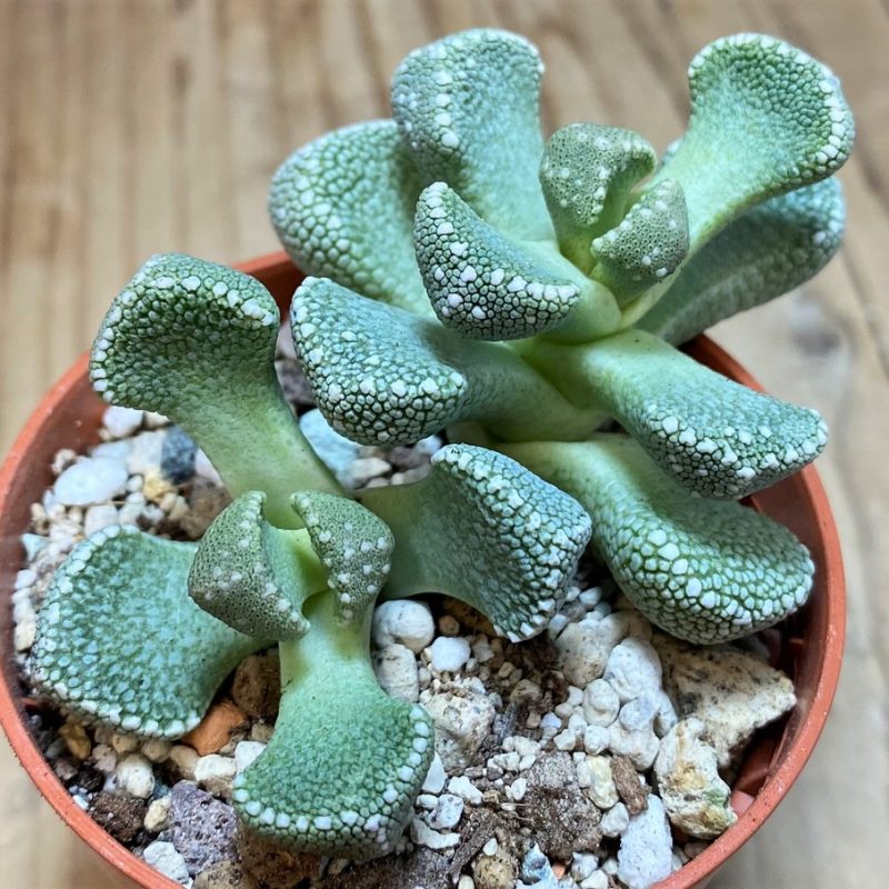 SH27092 Aloinopsis villetii