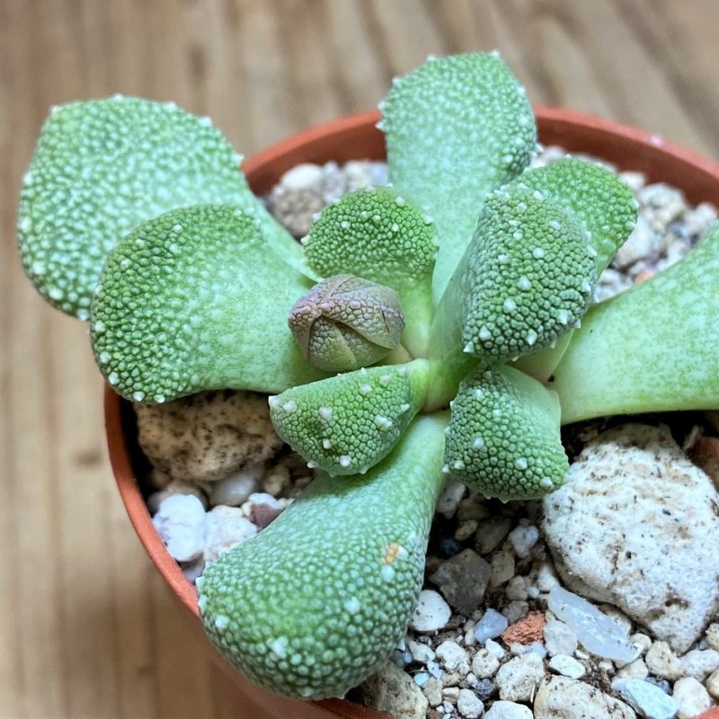 SH27093 Aloinopsis luckhoffii